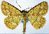  ( - BMNH(E) #0960334)  @11 [ ] CreativeCommons - Attribution Share-Alike (2018) Unspecified Smithsonian Institution National Museum of Natural History