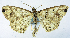  (Synegia subapicata - BMNH(E) #0960335)  @11 [ ] CreativeCommons - Attribution Share-Alike (2018) Unspecified Smithsonian Institution National Museum of Natural History