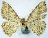  ( - BMNH(E) #0960337)  @11 [ ] CreativeCommons - Attribution Share-Alike (2018) Unspecified Smithsonian Institution National Museum of Natural History