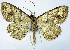  ( - BMNH(E) #0960338)  @11 [ ] CreativeCommons - Attribution Share-Alike (2018) Unspecified Smithsonian Institution National Museum of Natural History