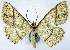 ( - BMNH(E) #0960339)  @11 [ ] CreativeCommons - Attribution Share-Alike (2018) Unspecified Smithsonian Institution National Museum of Natural History