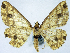  (Synegia varians - BMNH(E) #0960341)  @11 [ ] CreativeCommons - Attribution Share-Alike (2018) Unspecified Smithsonian Institution National Museum of Natural History