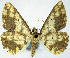  (Synegia varians commaculata - BMNH(E) #0960343)  @11 [ ] CreativeCommons - Attribution Share-Alike (2018) Unspecified Smithsonian Institution National Museum of Natural History