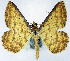 (Synegia sp.1 - BMNH(E) #0960344)  @11 [ ] CreativeCommons - Attribution Share-Alike (2018) Unspecified Smithsonian Institution National Museum of Natural History