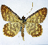  ( - BMNH(E) #0960345)  @11 [ ] CreativeCommons - Attribution Share-Alike (2018) Unspecified Smithsonian Institution National Museum of Natural History