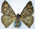  ( - BMNH(E) #0960371)  @11 [ ] CreativeCommons - Attribution Share-Alike (2018) Unspecified Smithsonian Institution National Museum of Natural History