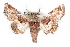  ( - CCDB-29060-A05)  @14 [ ] CreativeCommons - Attribution (2016) CBG Photography Group Centre for Biodiversity Genomics