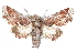  ( - CCDB-29060-A06)  @14 [ ] CreativeCommons - Attribution (2016) CBG Photography Group Centre for Biodiversity Genomics
