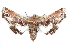  ( - CCDB-29060-A07)  @12 [ ] CreativeCommons - Attribution (2016) CBG Photography Group Centre for Biodiversity Genomics