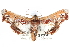  ( - CCDB-29060-A10)  @11 [ ] CreativeCommons - Attribution (2016) CBG Photography Group Centre for Biodiversity Genomics