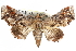  ( - CCDB-29060-A11)  @14 [ ] CreativeCommons - Attribution (2016) CBG Photography Group Centre for Biodiversity Genomics