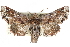 ( - CCDB-29060-B02)  @14 [ ] CreativeCommons - Attribution (2016) CBG Photography Group Centre for Biodiversity Genomics