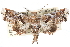  ( - CCDB-29060-B03)  @14 [ ] CreativeCommons - Attribution (2016) CBG Photography Group Centre for Biodiversity Genomics