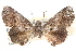  ( - CCDB-29060-B08)  @13 [ ] CreativeCommons - Attribution (2016) CBG Photography Group Centre for Biodiversity Genomics