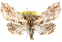  (Marathyssa basalis - CCDB-29060-D11)  @15 [ ] CreativeCommons - Attribution (2016) CBG Photography Group Centre for Biodiversity Genomics