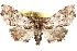  ( - CCDB-29060-E01)  @15 [ ] CreativeCommons - Attribution (2016) CBG Photography Group Centre for Biodiversity Genomics