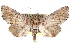  ( - CCDB-29060-E02)  @15 [ ] CreativeCommons - Attribution (2016) CBG Photography Group Centre for Biodiversity Genomics