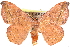  ( - CCDB-29060-F02)  @14 [ ] CreativeCommons - Attribution (2016) CBG Photography Group Centre for Biodiversity Genomics