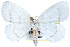  (Eudeilinia - CCDB-29060-F08)  @15 [ ] CreativeCommons - Attribution (2016) CBG Photography Group Centre for Biodiversity Genomics