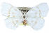  ( - CCDB-29060-F09)  @14 [ ] CreativeCommons - Attribution (2016) CBG Photography Group Centre for Biodiversity Genomics
