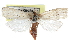  ( - CCDB-29061-C11)  @14 [ ] CreativeCommons - Attribution (2016) CBG Photography Group Centre for Biodiversity Genomics
