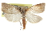  ( - CCDB-29061-C12)  @11 [ ] CreativeCommons - Attribution (2016) CBG Photography Group Centre for Biodiversity Genomics