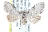  (Nola triquetrana - CCDB-29061-D01)  @14 [ ] CreativeCommons - Attribution (2016) CBG Photography Group Centre for Biodiversity Genomics