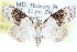  (Nola pustulata - CCDB-29061-D10)  @14 [ ] CreativeCommons - Attribution (2016) CBG Photography Group Centre for Biodiversity Genomics