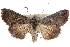  (Ctenoplusia albostriata - CCDB-29061-F12)  @14 [ ] CreativeCommons - Attribution (2016) CBG Photography Group Centre for Biodiversity Genomics