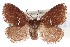  ( - CCDB-29061-H07)  @11 [ ] CreativeCommons - Attribution (2016) CBG Photography Group Centre for Biodiversity Genomics