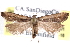  (Dichomeris baxa - CCDB-29062-D01)  @14 [ ] CreativeCommons - Attribution (2016) CBG Photography Group Centre for Biodiversity Genomics