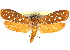  (Atteva aleatrix - CCDB-29062-D03)  @14 [ ] CreativeCommons - Attribution (2016) CBG Photography Group Centre for Biodiversity Genomics