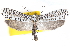  (Atteva hermosa - CCDB-29062-D07)  @14 [ ] CreativeCommons - Attribution (2016) CBG Photography Group Centre for Biodiversity Genomics