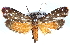  ( - CCDB-29062-D09)  @11 [ ] CreativeCommons - Attribution (2016) CBG Photography Group Centre for Biodiversity Genomics