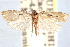  ( - CCDB-29062-E08)  @11 [ ] CreativeCommons - Attribution (2016) CBG Photography Group Centre for Biodiversity Genomics