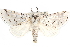  ( - CCDB-29062-F08)  @11 [ ] CreativeCommons - Attribution (2016) CBG Photography Group Centre for Biodiversity Genomics