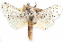  ( - CCDB-29062-F09)  @11 [ ] CreativeCommons - Attribution (2016) CBG Photography Group Centre for Biodiversity Genomics