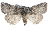  ( - CCDB-29063-G08)  @14 [ ] CreativeCommons - Attribution (2016) CBG Photography Group Centre for Biodiversity Genomics
