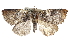  ( - CCDB-29063-G10)  @13 [ ] CreativeCommons - Attribution (2016) CBG Photography Group Centre for Biodiversity Genomics