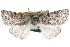 ( - CCDB-29064-A10)  @11 [ ] CreativeCommons - Attribution (2016) CBG Photography Group Centre for Biodiversity Genomics