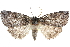  ( - CCDB-29064-B08)  @11 [ ] CreativeCommons - Attribution (2016) CBG Photography Group Centre for Biodiversity Genomics