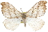  ( - CCDB-29064-C04)  @15 [ ] CreativeCommons - Attribution (2016) CBG Photography Group Centre for Biodiversity Genomics