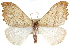  (Drepana bilineata - CCDB-29064-C06)  @15 [ ] CreativeCommons - Attribution (2016) CBG Photography Group Centre for Biodiversity Genomics