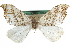  ( - CCDB-29064-C07)  @13 [ ] CreativeCommons - Attribution (2016) CBG Photography Group Centre for Biodiversity Genomics