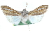  (Cucullia argentivitta - CCDB-29064-G04)  @13 [ ] CreativeCommons - Attribution (2016) CBG Photography Group Centre for Biodiversity Genomics