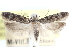 ( - CCDB-29065-A02)  @14 [ ] CreativeCommons - Attribution (2016) CBG Photography Group Centre for Biodiversity Genomics