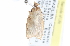  ( - CCDB-29065-B10)  @13 [ ] CreativeCommons - Attribution (2016) CBG Photography Group Centre for Biodiversity Genomics