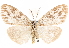  ( - CCDB-29065-C09)  @11 [ ] CreativeCommons - Attribution (2016) CBG Photography Group Centre for Biodiversity Genomics