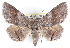  ( - CCDB-29065-G03)  @11 [ ] CreativeCommons - Attribution (2016) CBG Photography Group Centre for Biodiversity Genomics