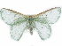  ( - CCDB-29068-A05)  @11 [ ] CreativeCommons - Attribution (2017) CBG Photography Group Centre for Biodiversity Genomics